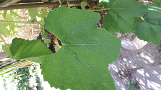 Großes Weinstuben